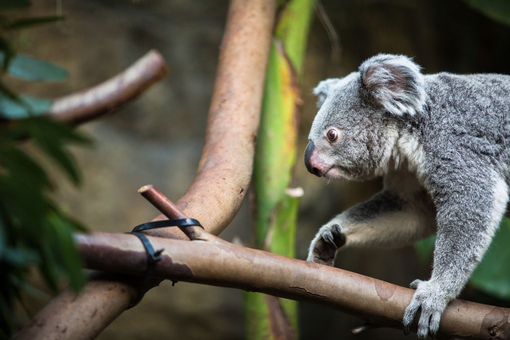 Australien Koala auf dem Baum