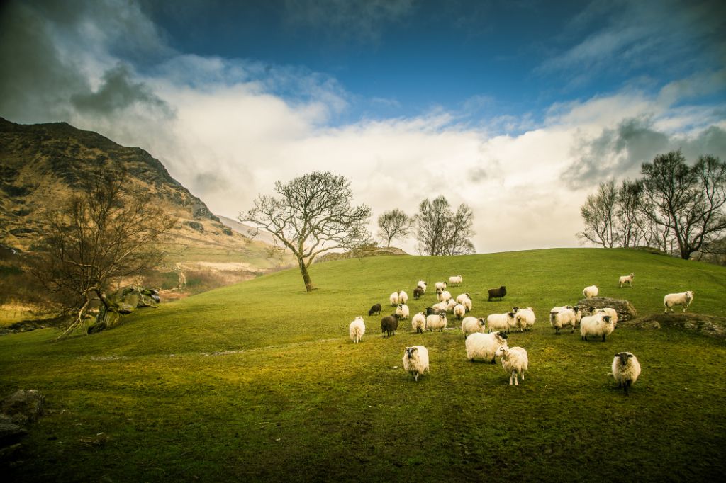 Schafe auf einer grünen Wiese mit saftigem Gras