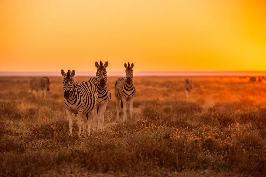 Zebra grasen bei Sonnenaufgang in Etosha, Namibia