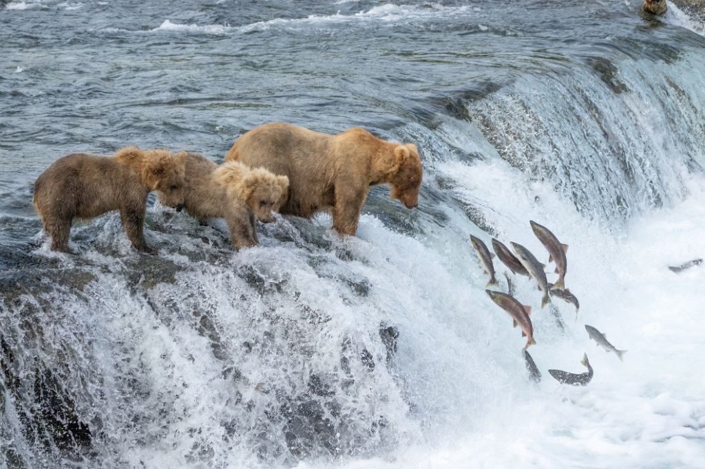 Braunbärenmutter und zwei einjährige Jungtiere fischen an den Brooks Falls im Katmai National Park, Alaska