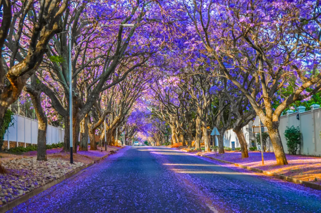Violettblaue Jacaranda - mimosifolia blühen in den Straßen von Johannesburg im Frühling im Oktober in Südafrika